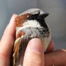 Bird 的头像