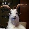 HitoriGoat 的头像