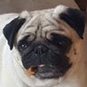 Profilbild von Puggleman