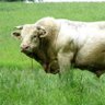 Profilbild von BabyBull