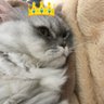 Profilbild von ちあら