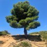 Фото профиля Cedre69 🇵🇸 🇱🇧 🇲🇫 🇸🇳