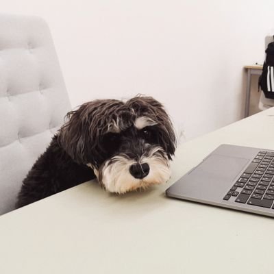 社員犬's profile picture