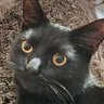 Фото профиля Crowley Kitten