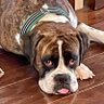 Фото профиля Boxer Mom