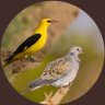 راصد طيور السعودية Saudi birds 🇸🇦's profile picture
