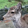ジュンキ profil fotoğrafı