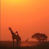 kenia91 profil fotoğrafı