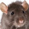 Ratboi profil fotoğrafı