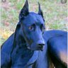 Patibulin profil fotoğrafı