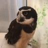 グデーリアン's profile picture