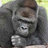 Banananana 的头像