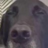 BIGPOGBOOOOOM profil fotoğrafı