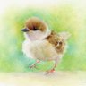 中村友美🐝🐥イラストレーター's profile picture