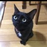 Profilbild von 黒猫さん@ウーバー福岡