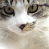 こち profil fotoğrafı