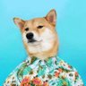 弟弟's profile picture