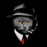 Cat Comments's profile picture