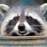 Ces profil fotoğrafı