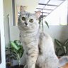 Aning Laksono profil fotoğrafı