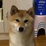 鳄鱼崽崽's profile picture