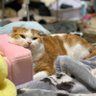 ふぐ's profile picture