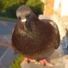 Profilbild von zeoo_pigeon