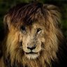 Profilbild von سكارفيس
