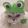 Pちゃん's profile picture