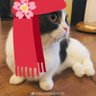 ถั่ว เป็นแมว ❤.🐈💭 的头像