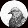 The Metal Pigeon 的头像