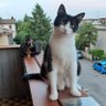NaniTheTortie profil fotoğrafı
