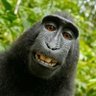 Profilbild von monkeyboon. Official monkey business.