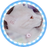 いわし profil fotoğrafı