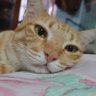 เลาเมียวเศร้า profil fotoğrafı