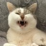 dada's profile picture