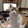 まるる🌸's profile picture