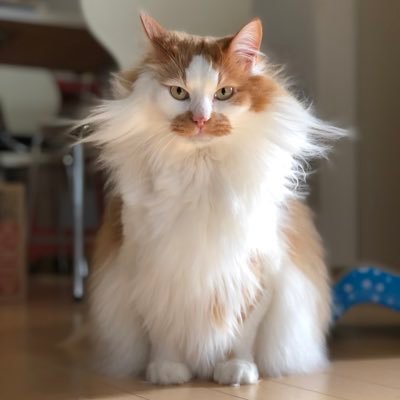 neu21786269's profile picture