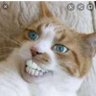 Profilbild von てーこ