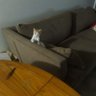 Profilbild von Monica_v1960 😺🐱🐱🐱🐱🐱