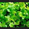 cilantro profil fotoğrafı