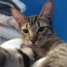 Diego Agudelo 𒉭 ACAB (All Cats Are Beautiful) profil fotoğrafı