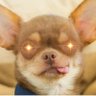 Profilbild von Chihuahua Coin 🇵🇸🇱🇧🇾🇪 🇸🇾