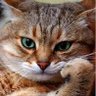 Profilbild von Kitty