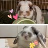 さとち（ちか🐰🌻よつば🐰🍀）'s profile picture
