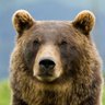 Profilbild von Grizzly Bear🌻