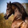 عـبـد ا لـلـّــه's profile picture