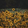SunFlower's profile picture