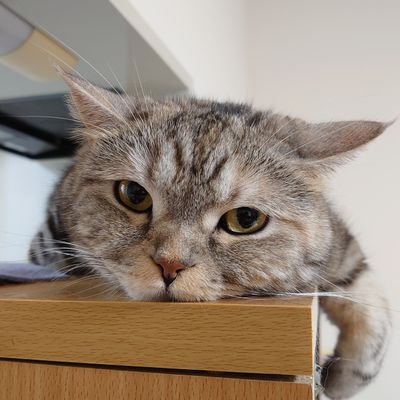 Mills_Ultima's profile picture