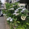 小宮山茂樹 profil fotoğrafı